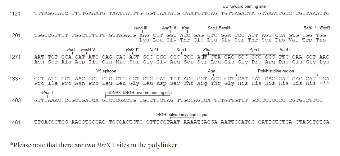 pUB6/V5 His B多克隆位点